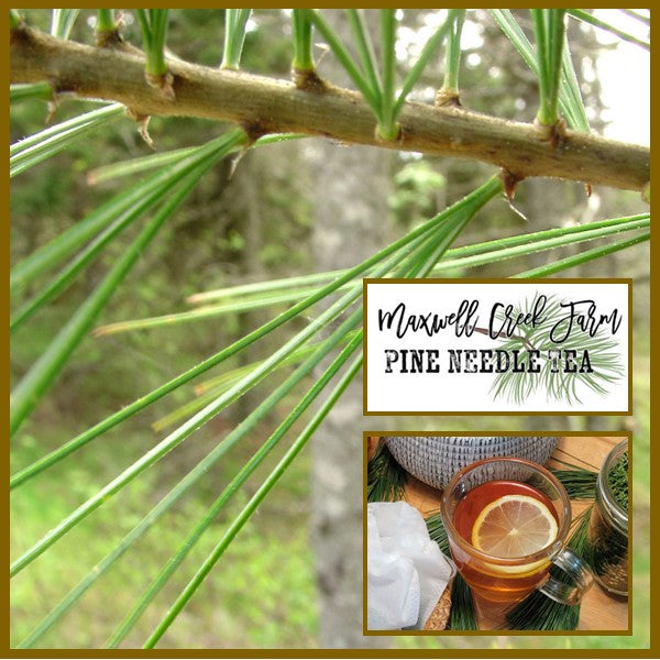 Medical Research Confirming Pine Needle Tea Health Benefits