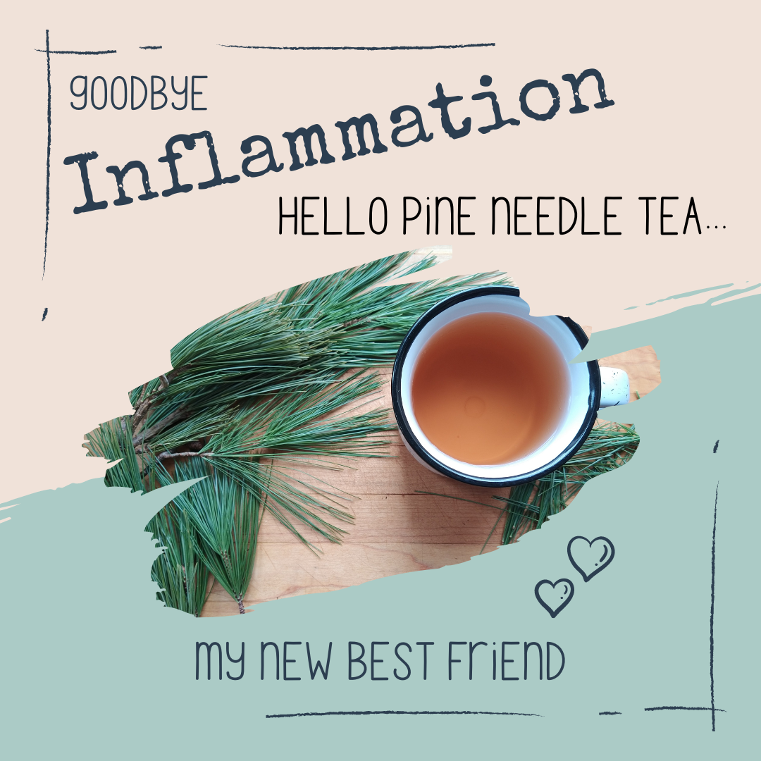 Harnessing the Anti-Inflammatory Properties of Shikimic Acid in Pine Needle Tea