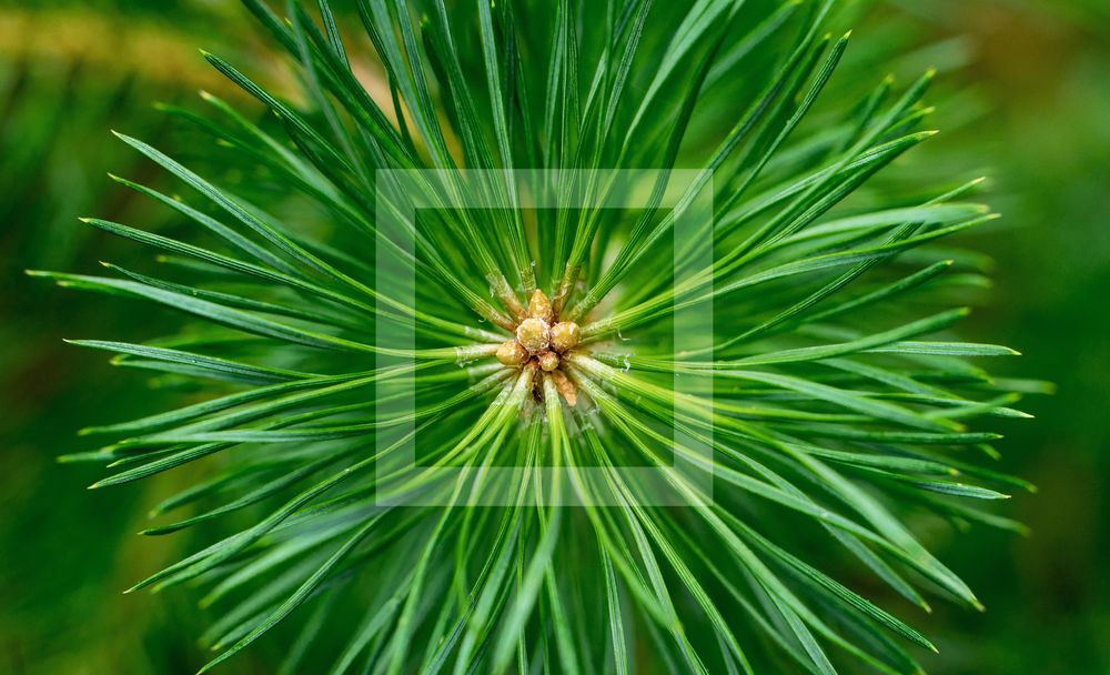 Polyprenols Found in Pine Needles and the New Pharmaceutical Drug Ropren®