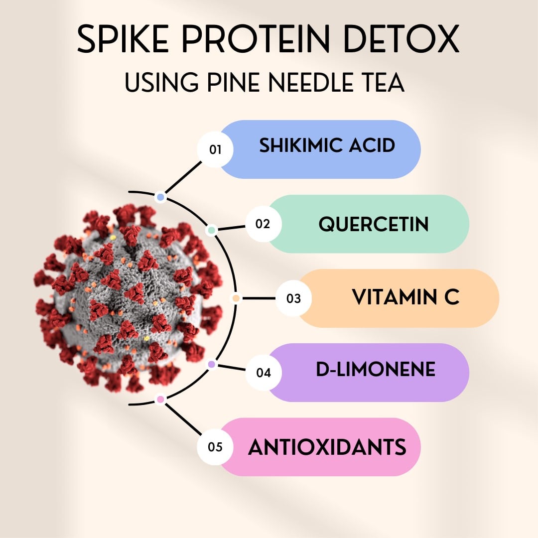 HOW PINE NEEDLE TEA HELPS DETOX SPIKE PROTEINS